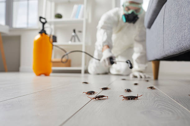 Affordable Termite Control solutions in Burbank, WA